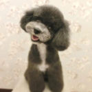 LuLuDog帝塚山店でカットしたここあちゃん