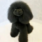 LuLuDog帝塚山店でカットしたチョコくん