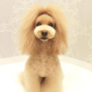 LuLuDog帝塚山店でカットしたなつちゃん