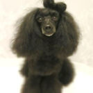 LuLuDog帝塚山店でカットしたピロちゃん