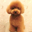 LuLuDog帝塚山店でカットしたミントちゃん