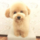 LuLuDog帝塚山店でカットした夢まろくん