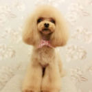 LuLuDog帝塚山店でカットしたCecilちゃん