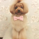 LuLuDog帝塚山店でカットしたCherieちゃん