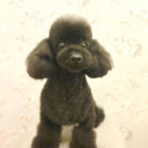 LuLuDog帝塚山店でカットしたJUNOちゃん