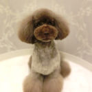 LuLuDog帝塚山店でカットしたおーたくん