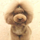 LuLuDog帝塚山店でカットしたキィーくん