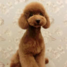 LuLuDog帝塚山店でカットしたキャラメルちゃん