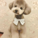 LuLuDog帝塚山店でカットしたぎんくん