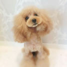 LuLuDog帝塚山店でカットしたケリーちゃん