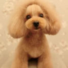 LuLuDog帝塚山店でカットしたニコちゃん