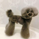 LuLuDog帝塚山店でカットしたふぃがろくん