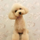 LuLuDog帝塚山店でカットしたプウちゃん