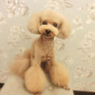 LuLuDog帝塚山店でカットしたもあなくん