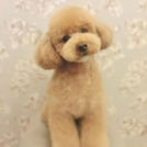 LuLuDog帝塚山店でカットしたもみじちゃん