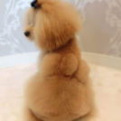 LuLuDog帝塚山店でカットしたりのちゃん(リボンパンツ)