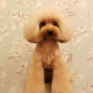 LuLuDog帝塚山店でカットしたmocoちゃん