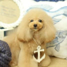 ビジューちゃん