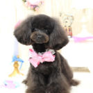 アンジーちゃん