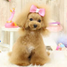 エトワールちゃん