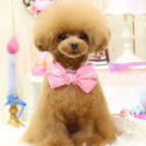 コンティーちゃん