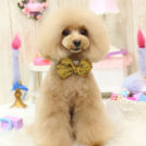 ティアラちゃん