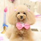 ビジューちゃん