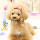 エトワールちゃん