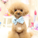 きゃらめるくん