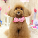 どんぐりちゃん