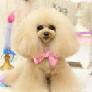 メープルちゃん