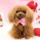 きゃんでぃちゃん