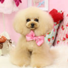 メープルちゃん