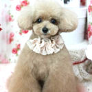 チェリーちゃん