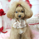 エトワールちゃん