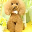 Puppily Hillsでカットしたティラちゃん