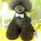 Puppily Hillsでカットしたまぁくん