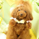 Puppily Hillsでカットしたみあちゃん