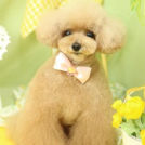 Puppily Hillsでカットしたチェリーちゃん