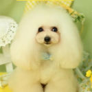 Puppily Hillsでカットしたミニョンくん