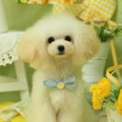 Puppily Hillsでカットしたレオンくん