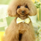 Puppily Hillsでカットしたあらしくん