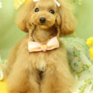 Puppily Hillsでカットしたエトワールちゃん