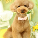 Puppily Hillsでカットしたさくらちゃん