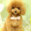 Puppily Hillsでカットしたプリンちゃん