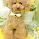 Puppily Hillsでカットしたむーくん