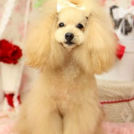 Puppily Hillsでカットしたココちゃん