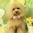 Puppily Hillsでカットしたティアラちゃん