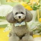 Puppily Hillsでカットしたビビちゃん