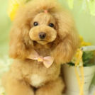 Puppily Hillsでカットしたぽぽちゃん